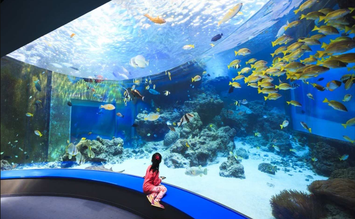 일본 오키나와 | 츄라우미 수족관 Okinawa Churaumi Aquarium 입장권 - 상세 이미지 3