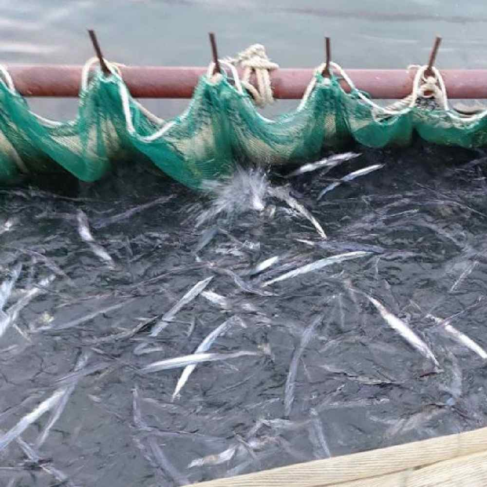 국산멸치 어육함량 높고 염도 낮은 김장 젓갈 꿀색육젓 양념 멸치 진액젓1.8Lx 갈치진액젓900ml 이미지 7