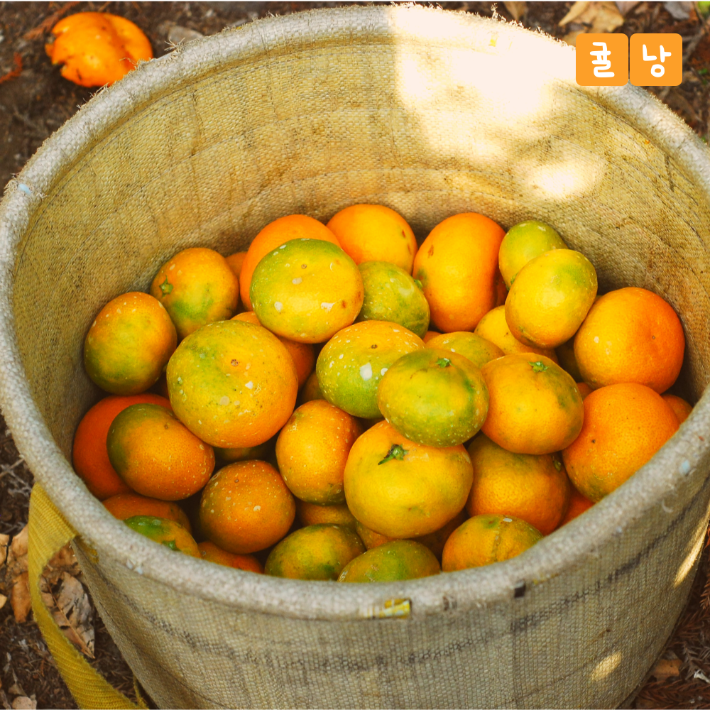 첫 감귤 Jeju 🍊 극조생귤(농장 직배송/ 무료배송) 공구 이미지