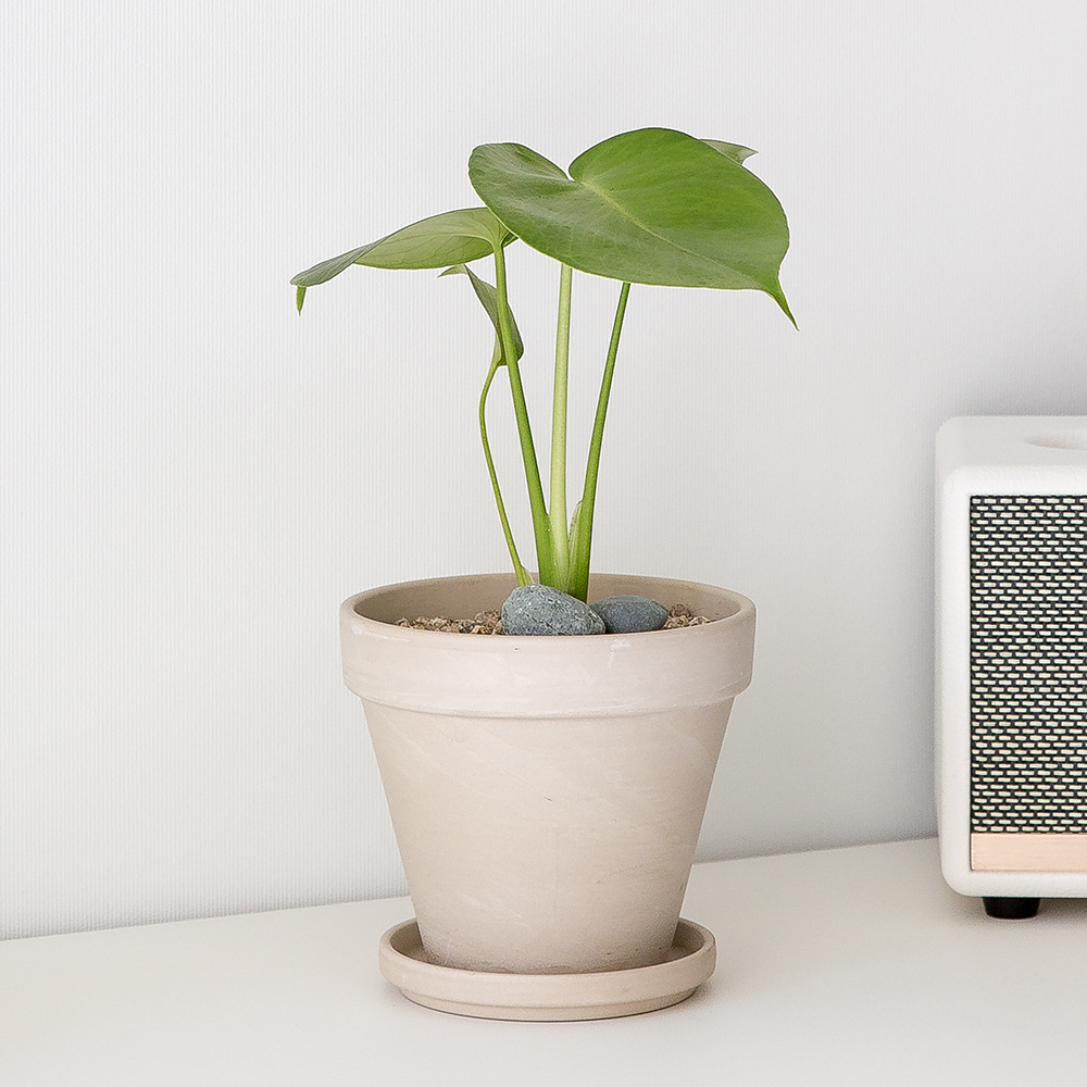 피플랜트 몬스테라 화이트토분 키우기 쉬운 반려 식물 인테리어 플랜테리어