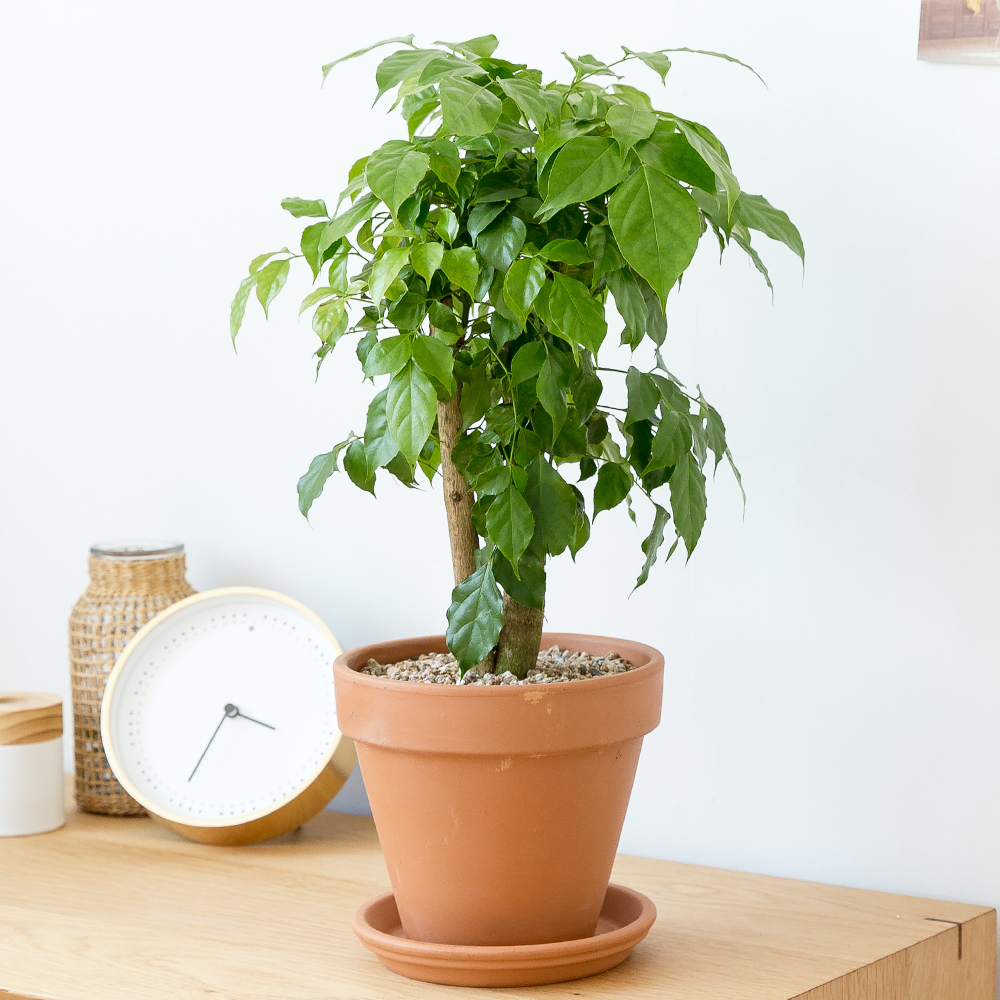 피플랜트 중소형 녹보수 이태리토분 거실화분 인테리어 식물 집들이 개업식 개업축하 화분