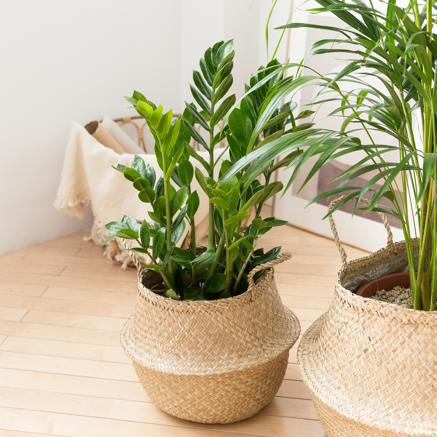 피플랜트 중소형 금전수 해초바구니 거실화분 인테리어 식물 집들이 개업식 개업축하 화분