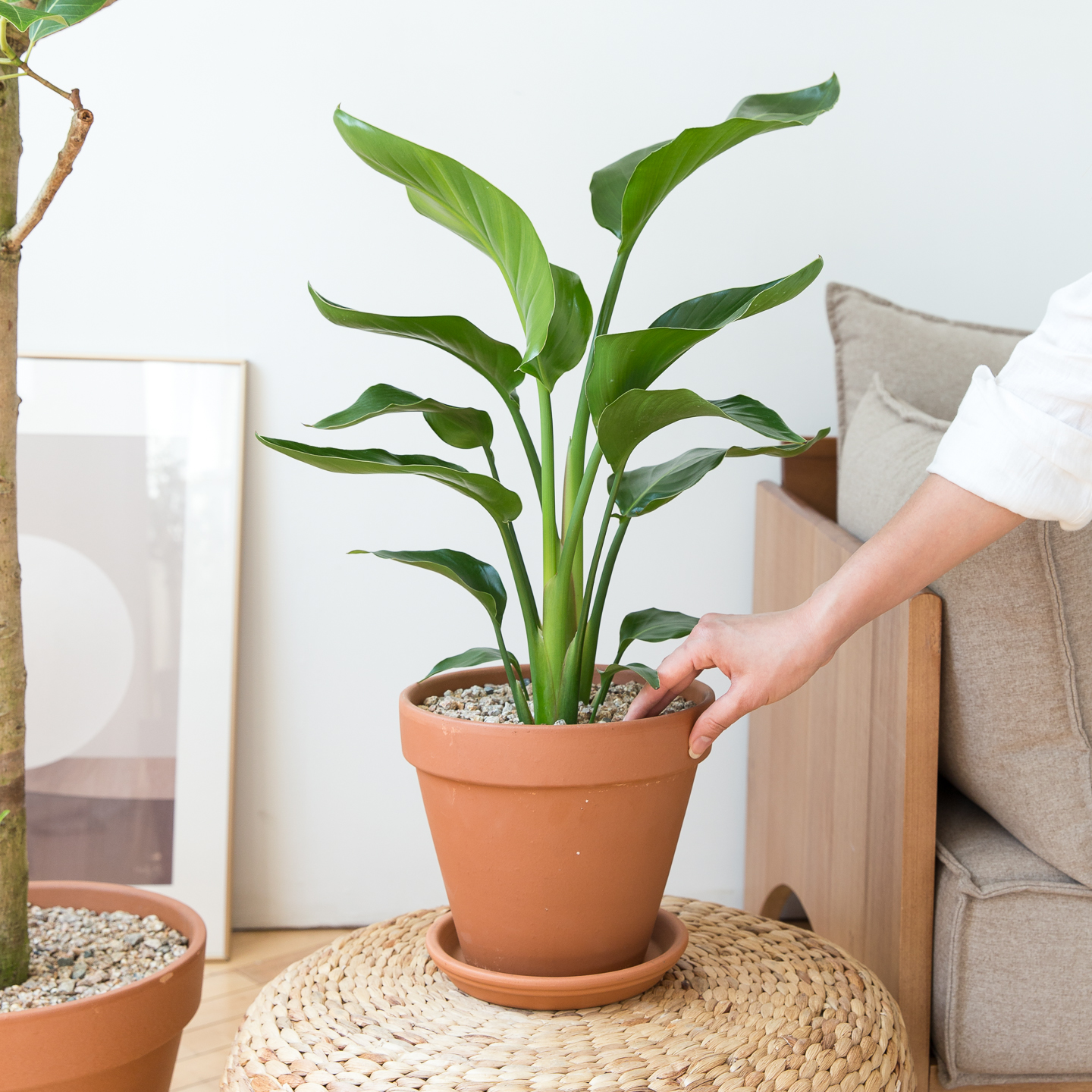 피플랜트 중소형 극락조 이태리토분 거실화분 인테리어 식물 집들이 개업식 개업축하 화분