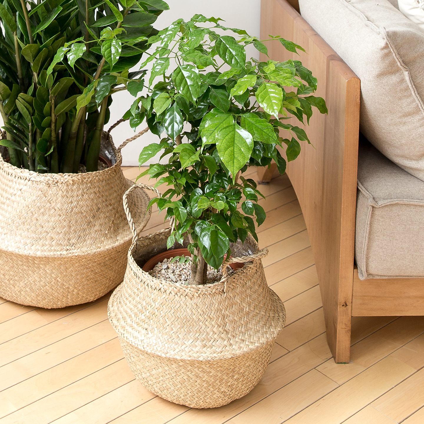 피플랜트 중소형 녹보수 해초바구니 거실화분 인테리어 식물 집들이 개업식 개업축하 화분