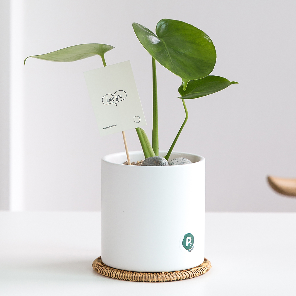 피플랜트 몬스테라 더 화이트화분 키우기 쉬운 반려 식물 인테리어 플랜테리어