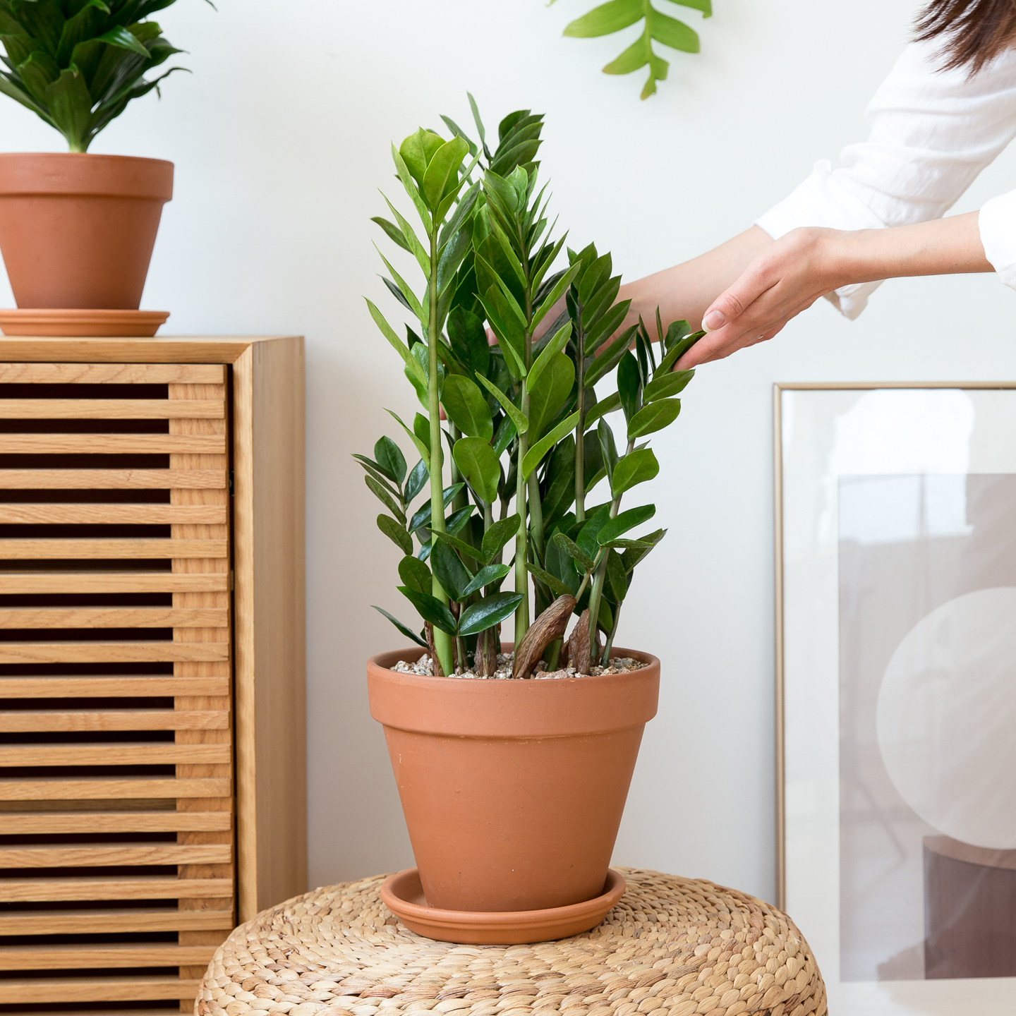 피플랜트 중소형 금전수 이태리토분 거실화분 인테리어 식물 집들이 개업식 개업축하 화분