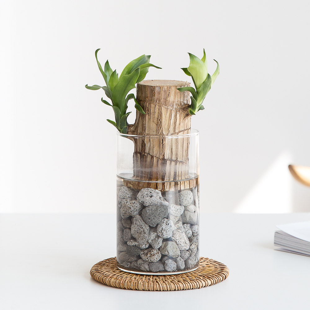 피플랜트 행운목 펄라이트 수경재배 수생 식물 키우기