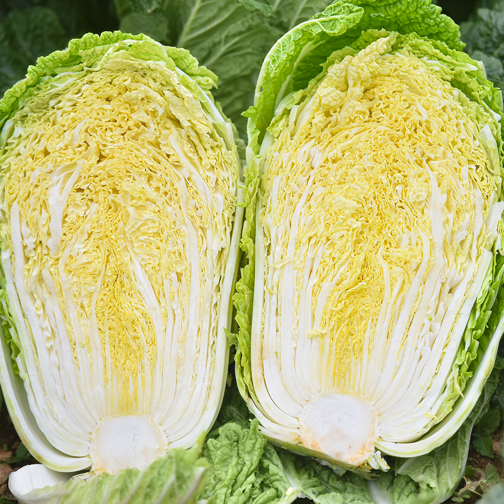 해남 절임배추10kg 김치양념 김치속 김장재료 - 상품 이미지