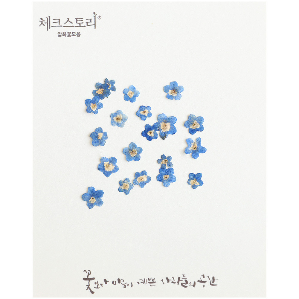 압화 꽃송이 물망초 - 블루A 20개(염색) - 상품 이미지