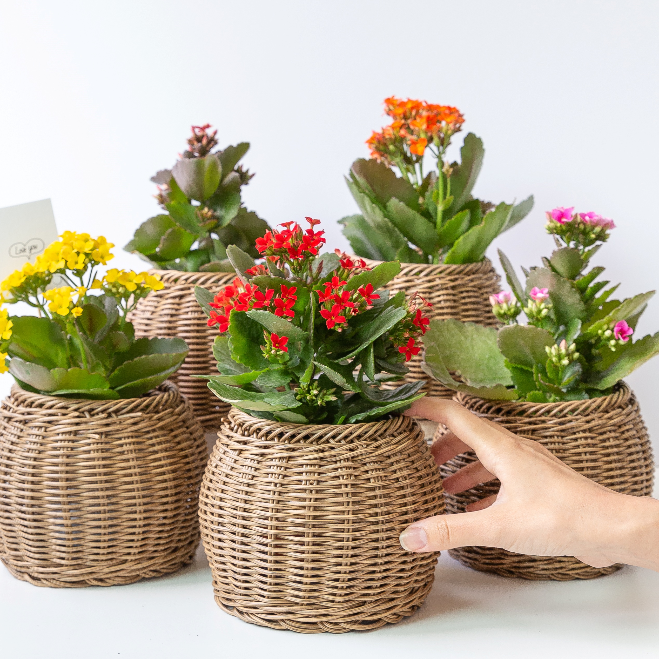 카랑코에 칼랑코에 꽃 모종 키우기 쉬운 반려 식물 플랜테리어 인테리어 이미지 2