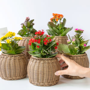 카랑코에 칼랑코에 꽃 모종 키우기 쉬운 반려 식물 플랜테리어 인테리어 실사용 후기 | 효과 있을까? - 상품 이미지 2