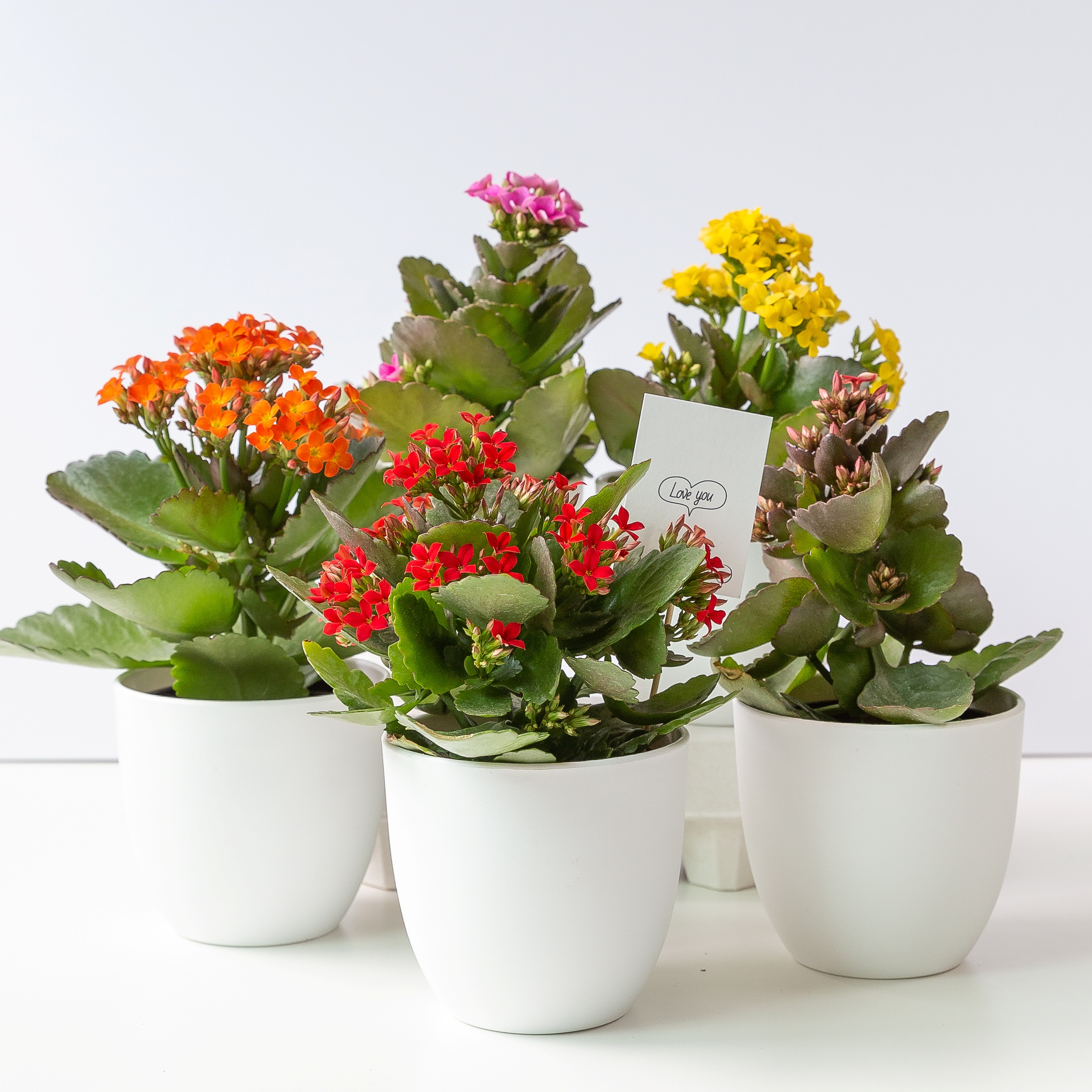 카랑코에 칼랑코에 꽃 모종 키우기 쉬운 반려 식물 플랜테리어 인테리어 이미지 3