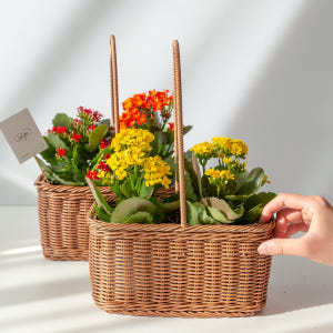 카랑코에 칼랑코에 꽃 모종 키우기 쉬운 반려 식물 플랜테리어 인테리어 실사용 후기 | 효과 있을까? - 상품 이미지 4