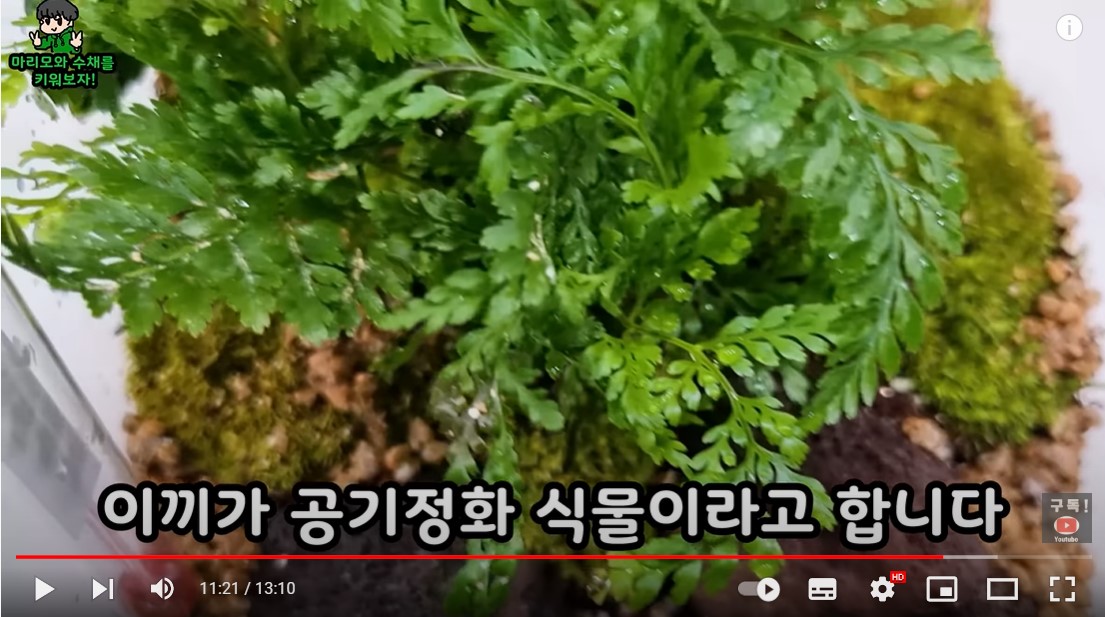 하이밀 잠자리 키우기 곤충의숲 풀세트 먹이 포함 잠자리유충 수채 포함 - 상세 이미지 5