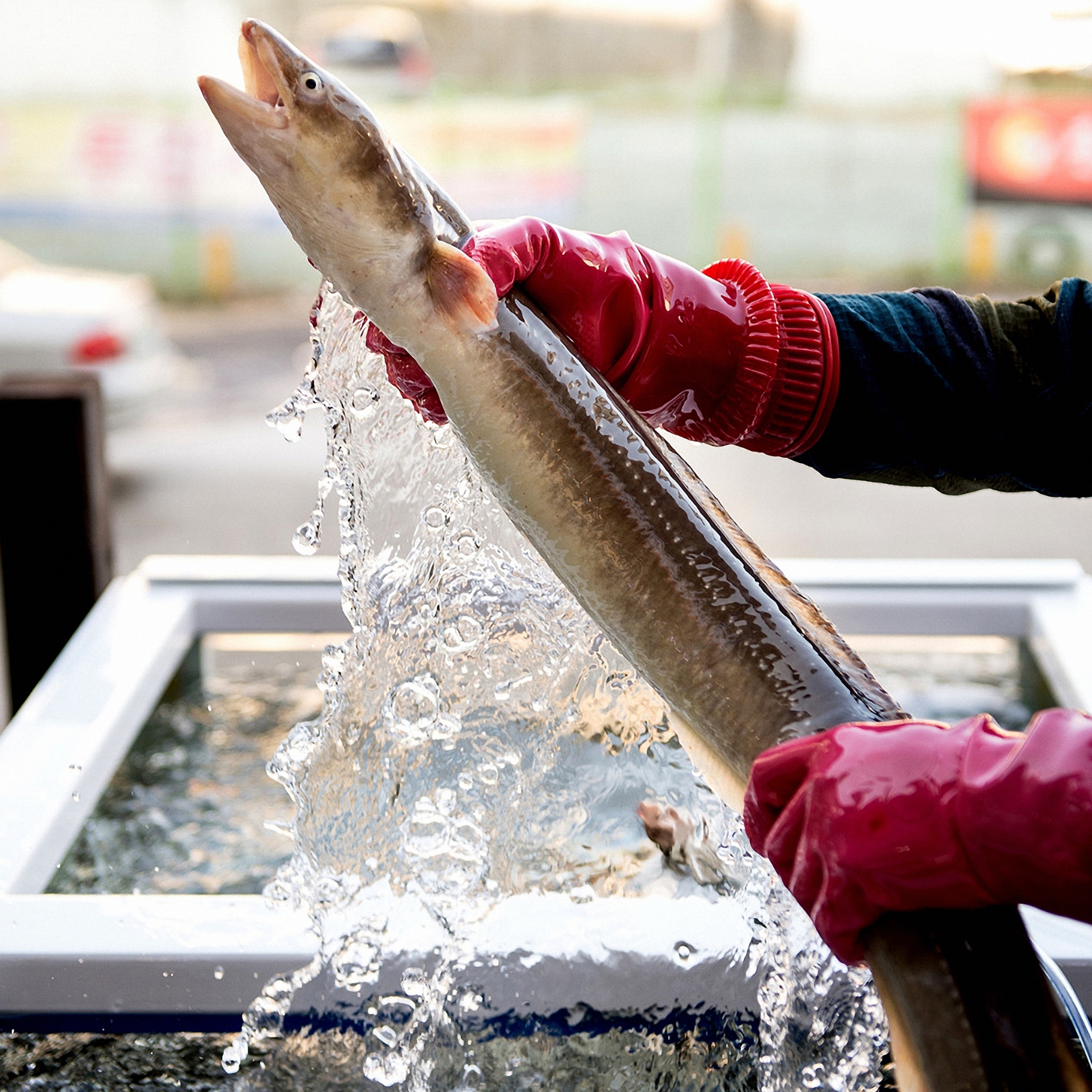 통영 바다장어 1KG 손질후 800g 아나고 아나고회 붕장어 장어구이 손질장어