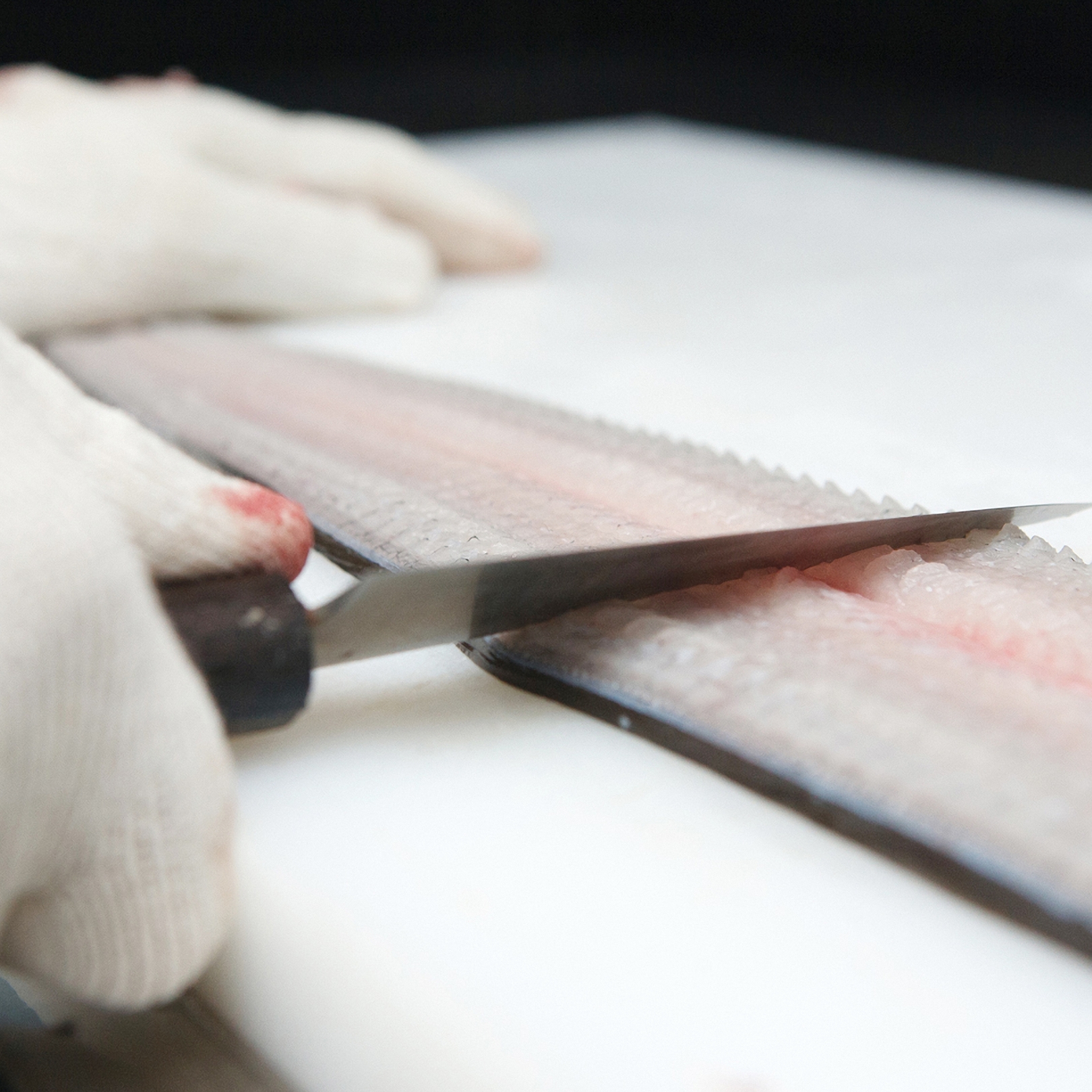 통영 바다장어 1KG 손질후 800g 아나고 아나고회 붕장어 장어구이 손질장어