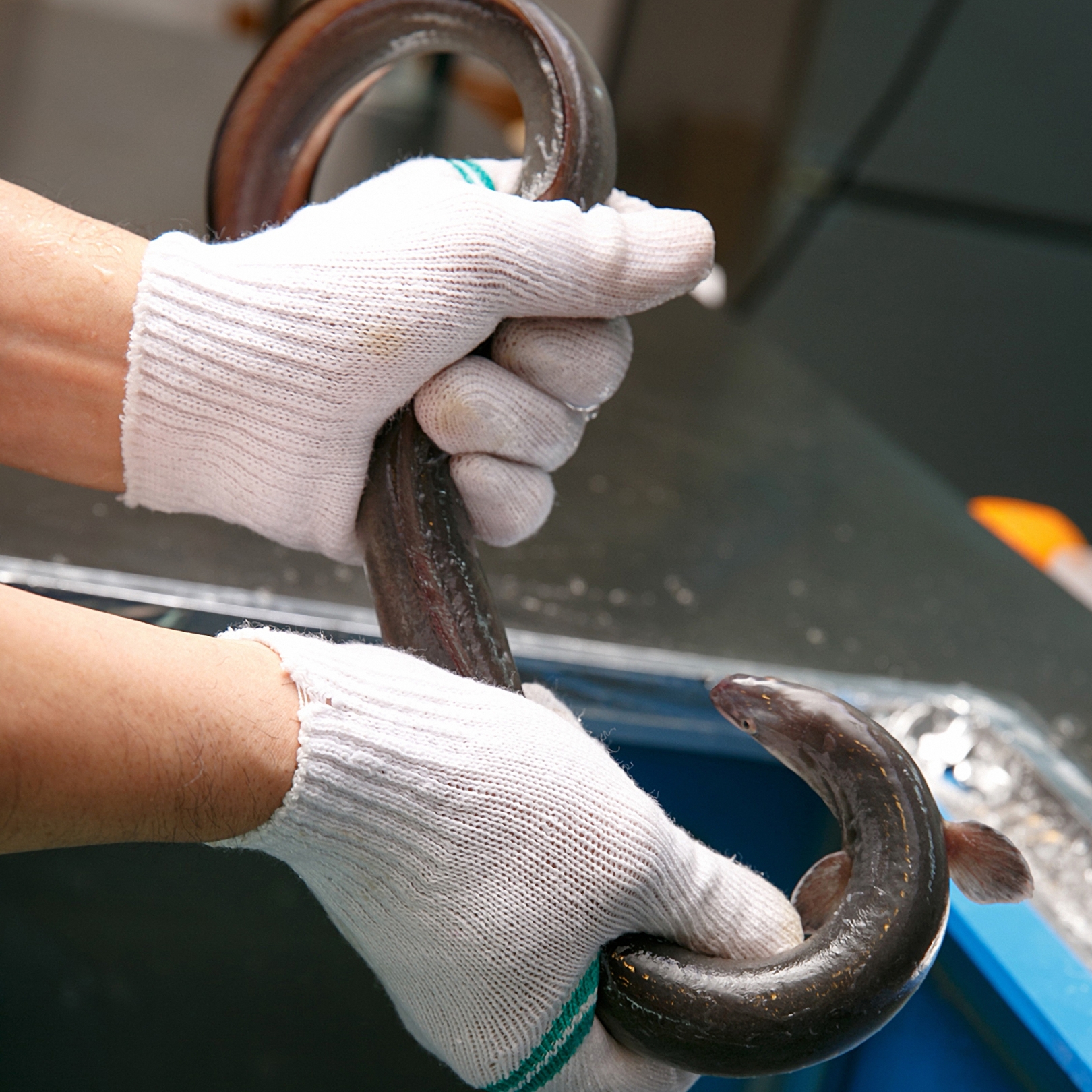 통영 바다장어 1KG 손질후 800g 아나고 아나고회 붕장어 장어구이 손질장어