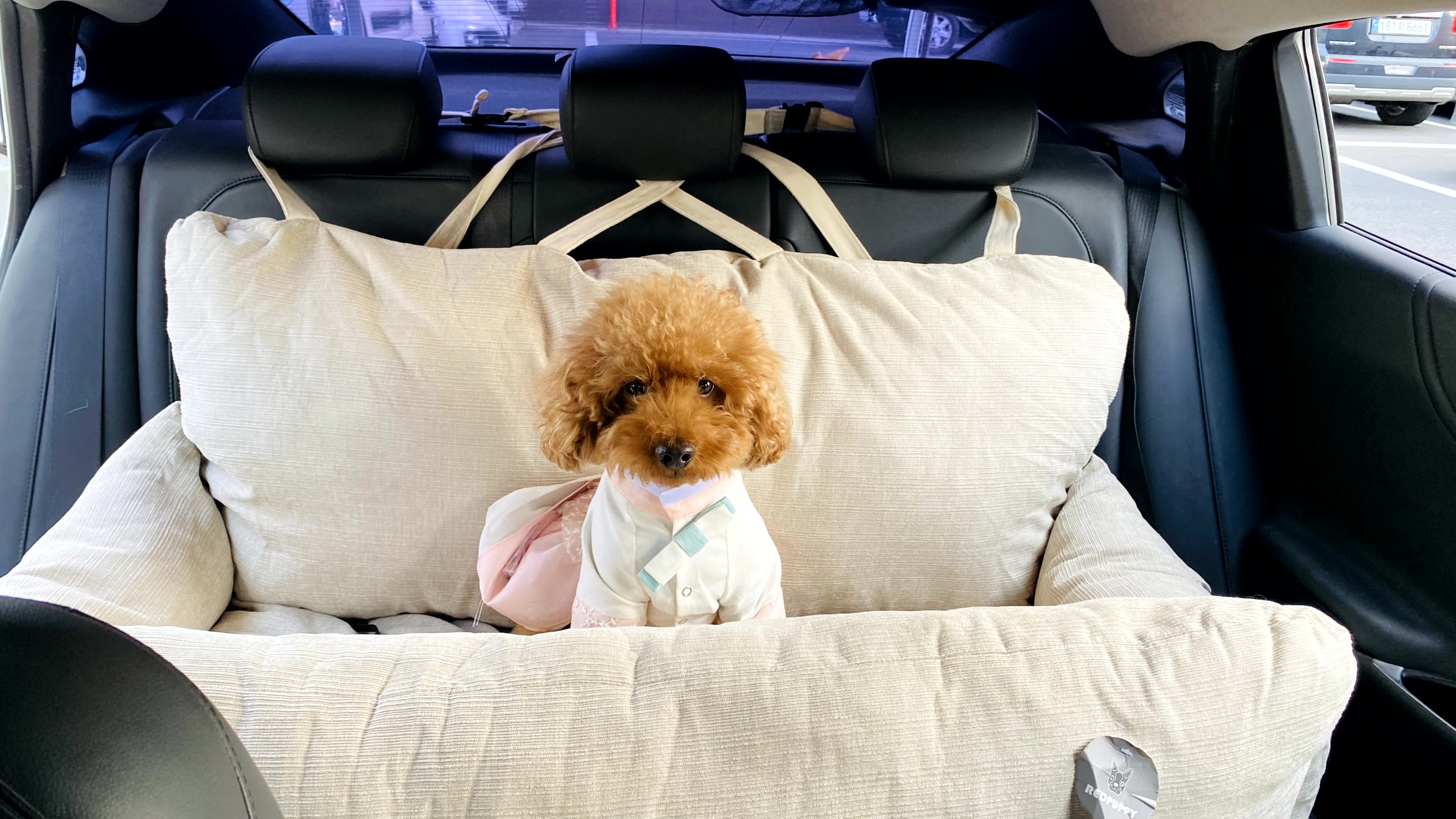 개과천선 다견용 강아지 차량용 애견 범퍼 카시트 소형견 중형견 대형견 고양이 다묘용 - 상세 이미지 5