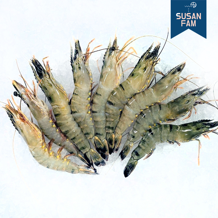 블랙타이거 새우 500g (4-25미) 냉동새우 홍다리얼룩새우