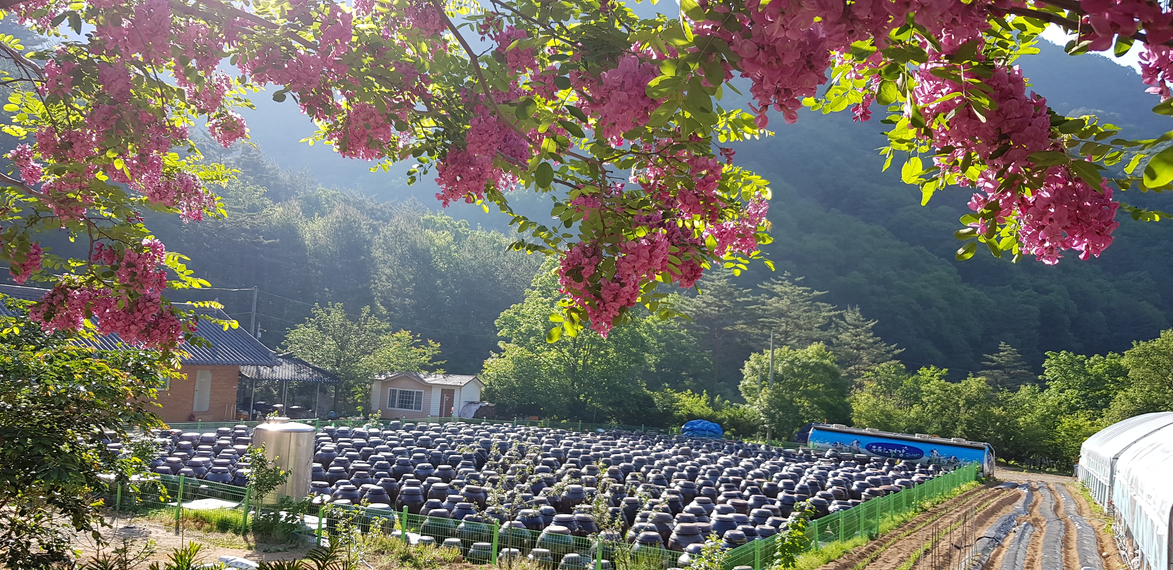 강원도 까막장 황태 호박막된장 500g, 1개 이미지 6