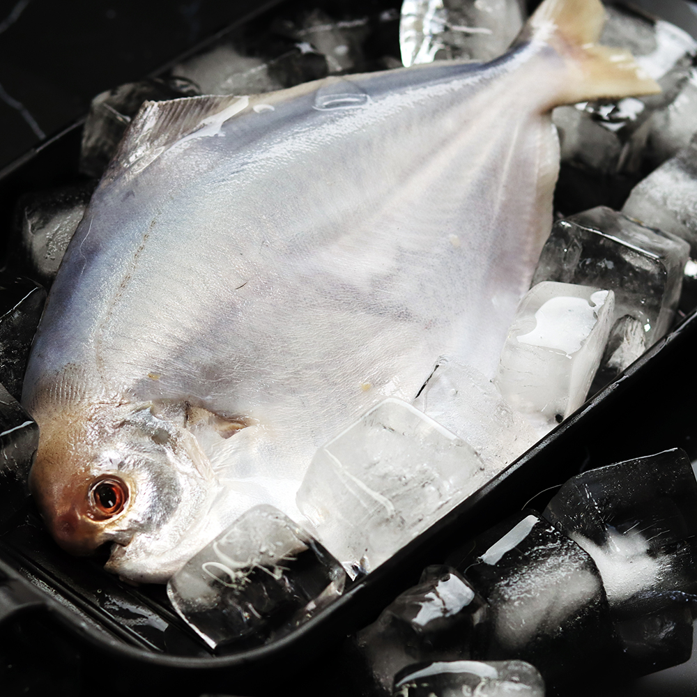 목포 생물 병어(손질 세척) 조림 찜 구이횟감 반건조