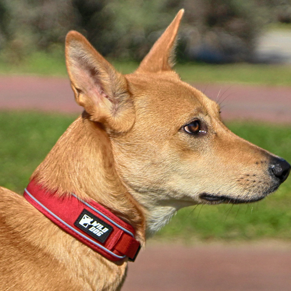 와일드독 쿠션칼라 소형견 대형견 강아지목줄 레드 XS 제품 이미지