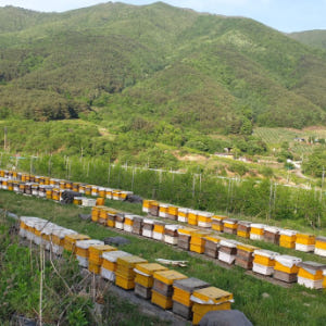 산청 꿀맛 농원 지리산 자연 벌꿀 아카시아 꿀 2.4kg+300g 잡화꿀 맛있게 먹은 솔직 후기 - 상품 이미지 4