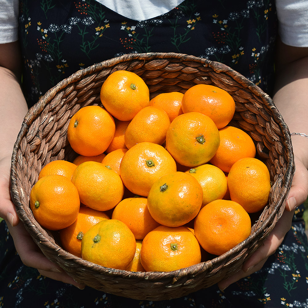 25년 감귤 제주 프리미엄 효돈 노지 하우스 제철감귤 가정용 고당도 산지직송 고품질 5kg
