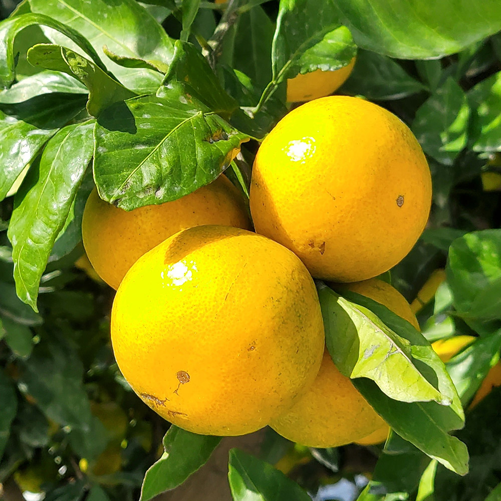 25년 감귤 제주 프리미엄 효돈 노지 하우스 제철감귤 가정용 고당도 산지직송 고품질 5kg