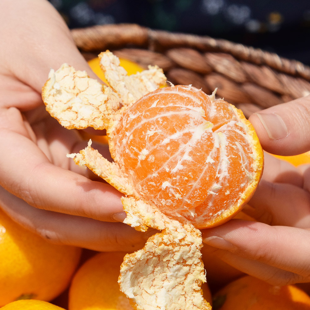 25년 감귤 제주 프리미엄 효돈 노지 하우스 제철감귤 가정용 고당도 산지직송 고품질 5kg