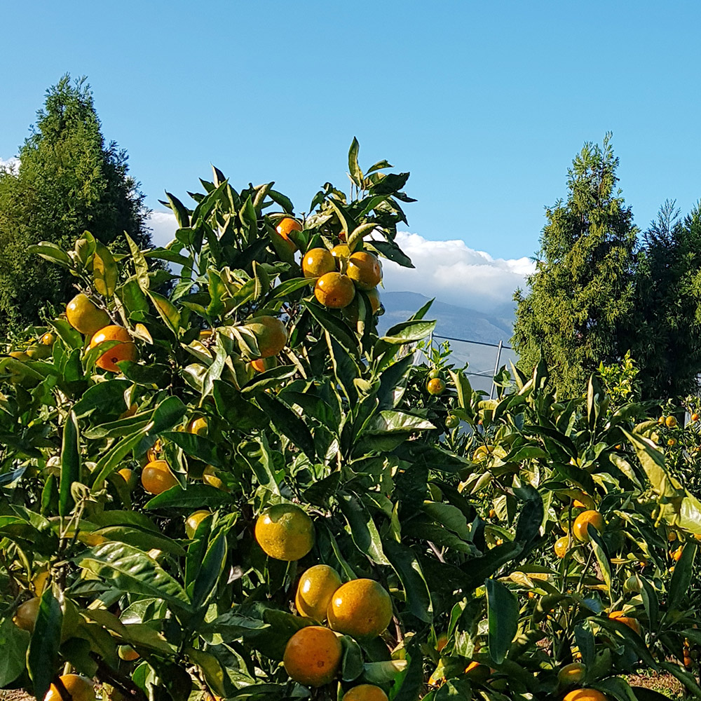 25년 감귤 제주 프리미엄 효돈 노지 하우스 제철감귤 가정용 고당도 산지직송 고품질 5kg