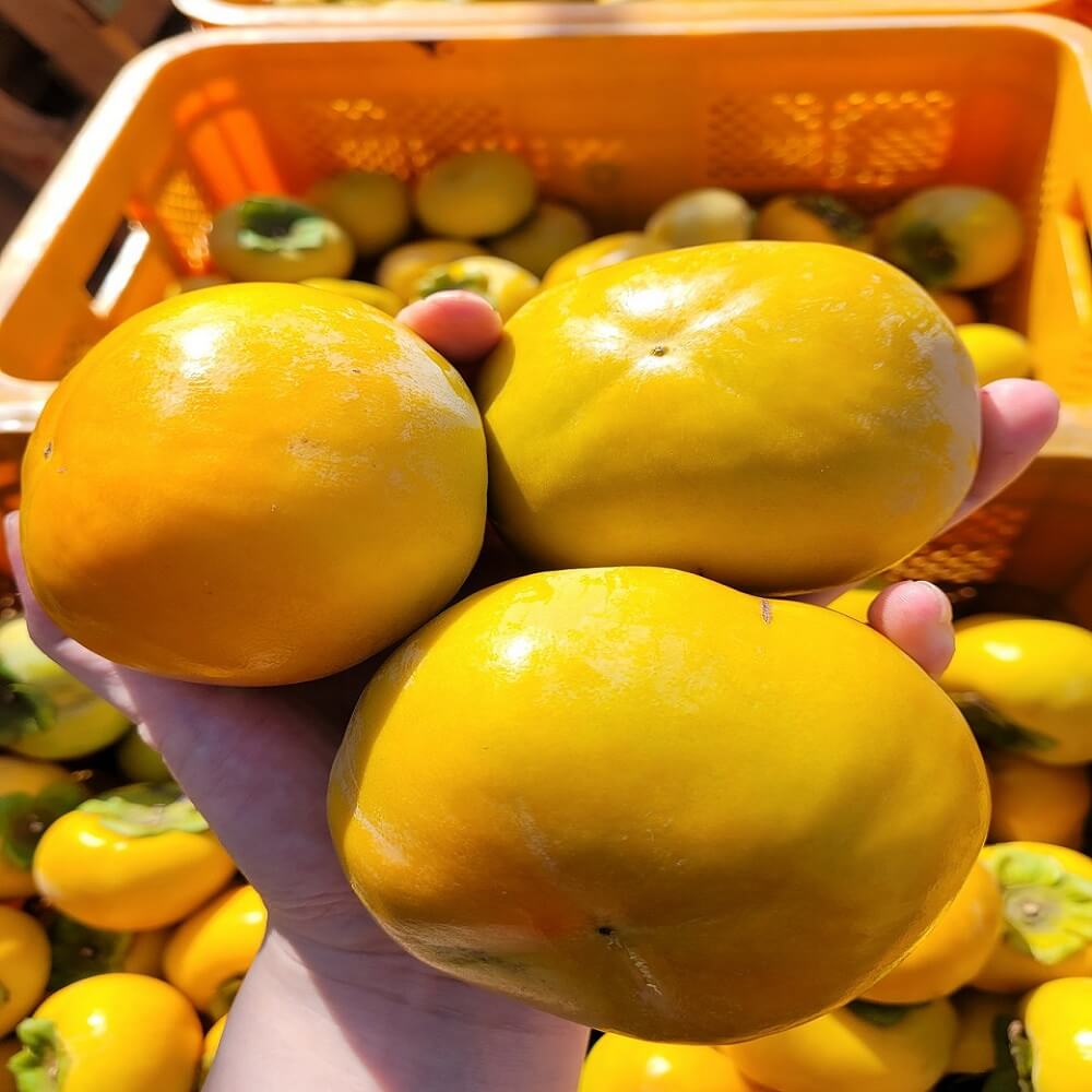 단감 진영단감 태추 감 부유 대봉 홍시 5kg 10kg 시골농원