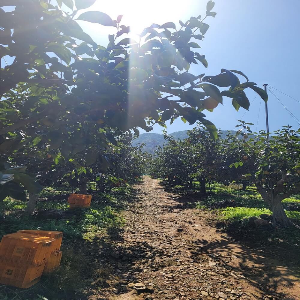 단감 진영단감 태추 감 부유 대봉 홍시 5kg 10kg 시골농원