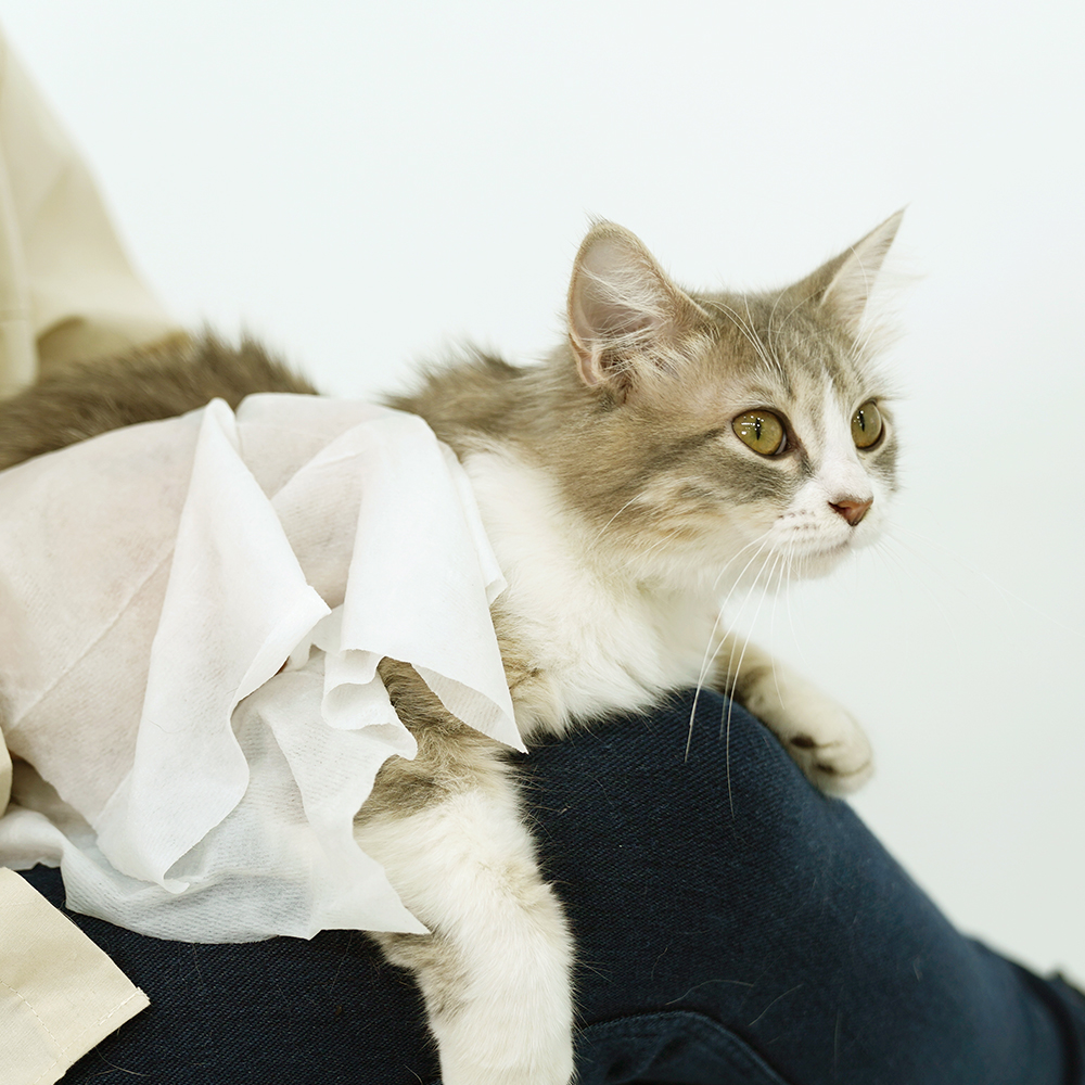 페피릴리프 고양이 물티슈 5팩 대나무원단 바디티슈 그루밍티슈 제품 이미지