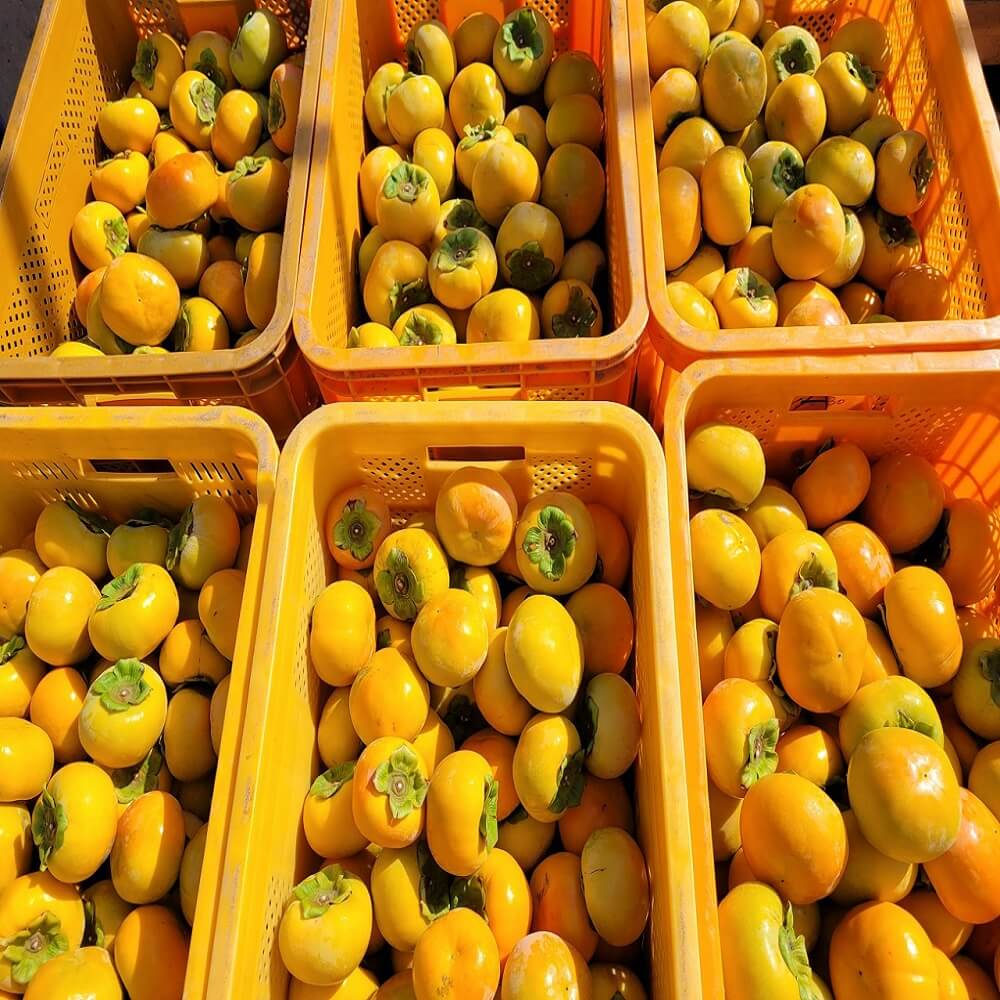 단감 진영단감 태추 감 부유 대봉 홍시 5kg 10kg 시골농원