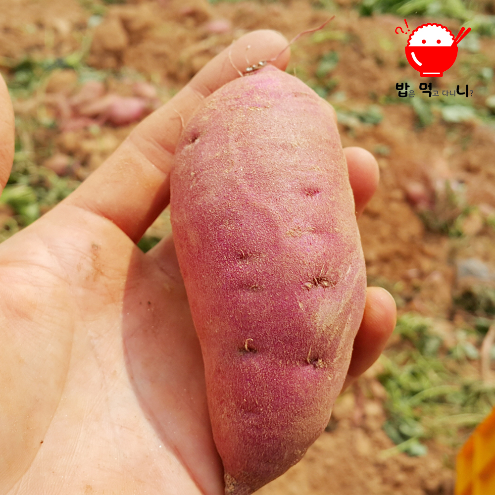 해남고구마 꿀밤고구마 베니하루카 황토 고구마 세척 비세척2kg 3kg 5kg 10kg - 상품 이미지