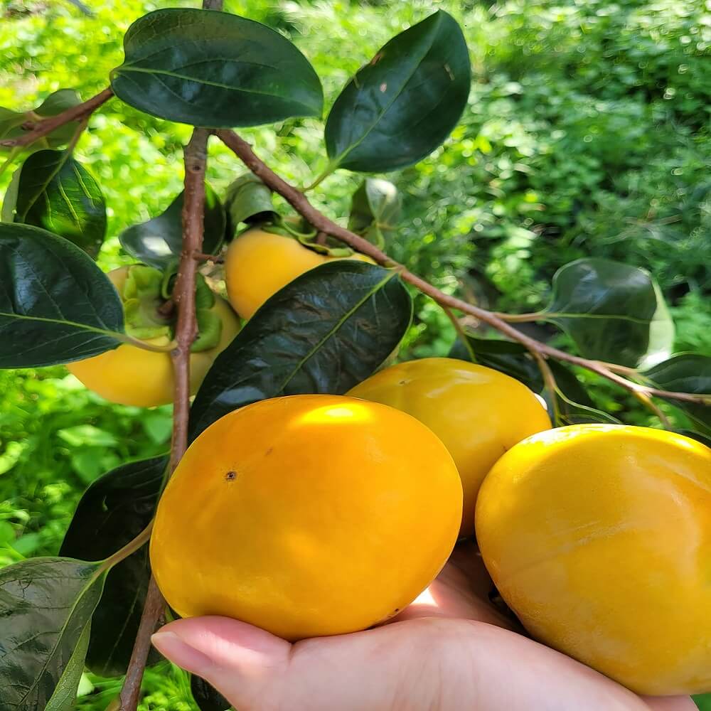 단감 진영단감 태추 감 부유 대봉 홍시 5kg 10kg 시골농원