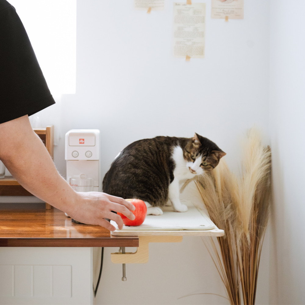 캣돌 냥터 고양이 투명해먹 책장 책상 선반 원목 캣타워 해먹 침대 뚱냥이 캣스텝 소형