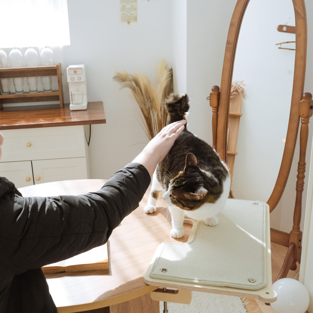 캣돌 냥터 고양이 투명해먹 책장 책상 선반 원목 캣타워 해먹 침대 뚱냥이 캣스텝 소형