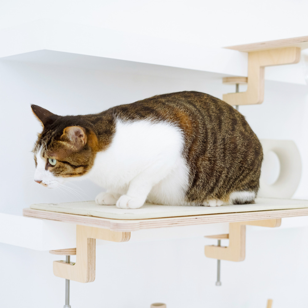 캣돌 냥터 고양이 투명해먹 책장 책상 선반 원목 캣타워 해먹 침대 뚱냥이 캣스텝 소형