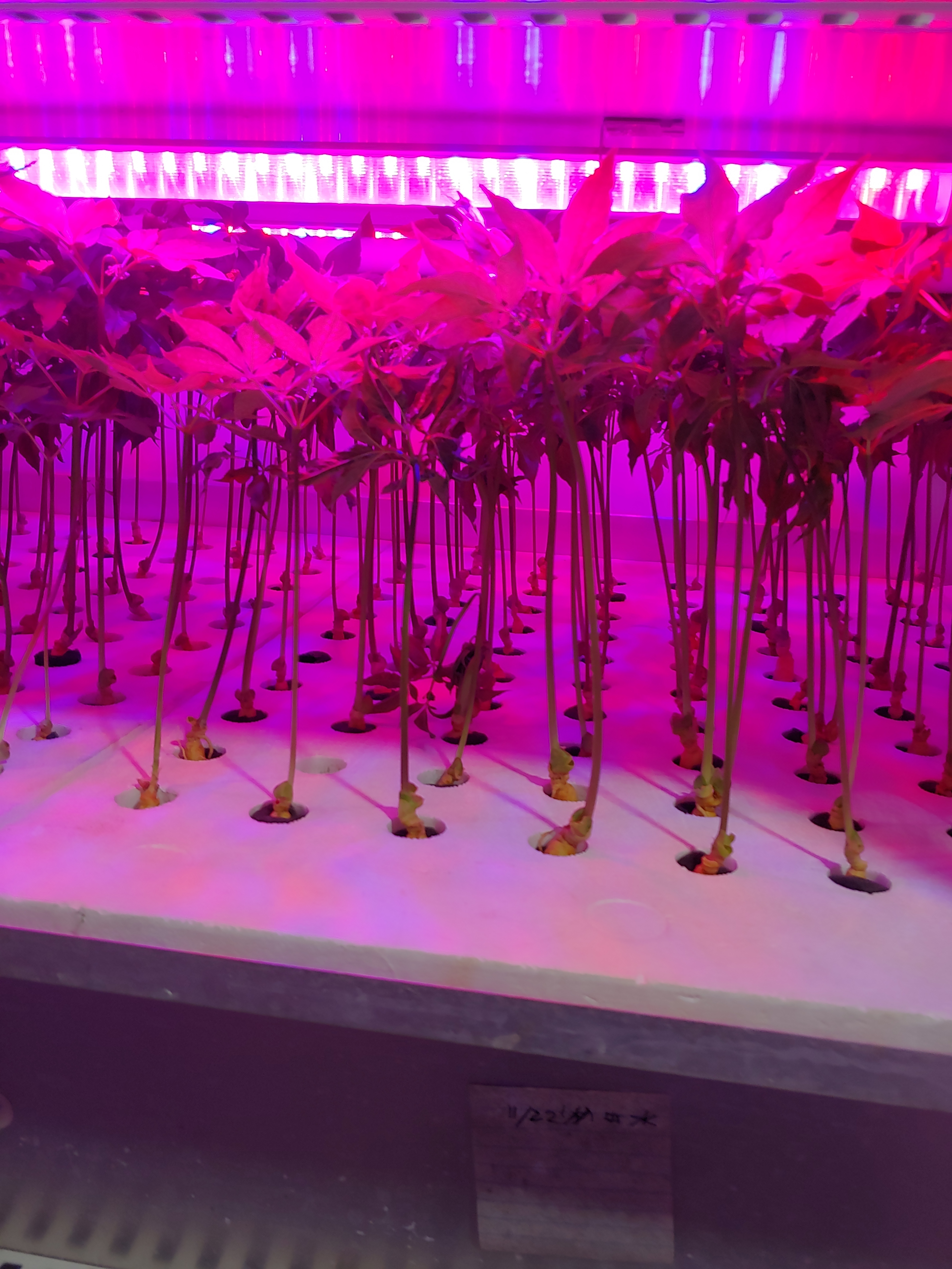 대구전통주 인삼주 인삼 산양삼 새싹삼 인삼선물세트 1000ml 18% - 상세 이미지 5