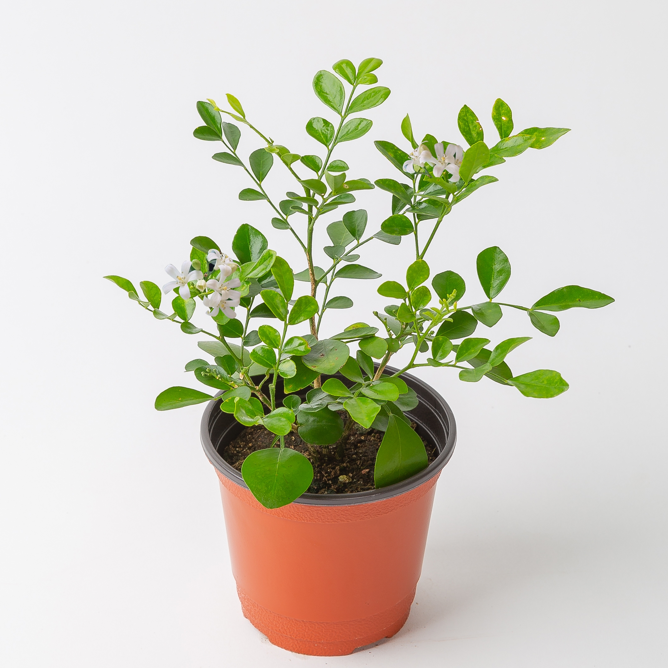 피플랜트 오렌지자스민 키우기쉬운 공기정화식물 반려 식물 플랜테리어 제품 이미지