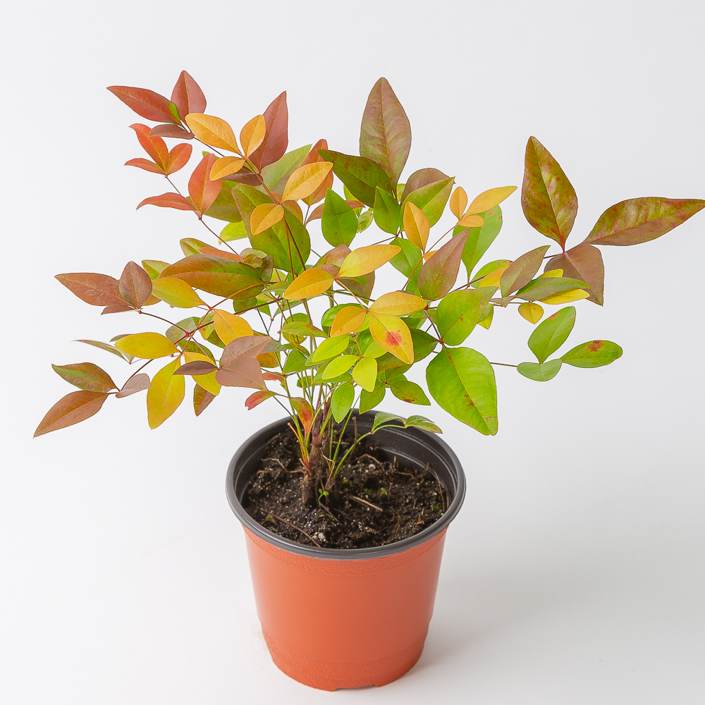 남천 키우기 남천나무 화분 거실화분 인테리어식물