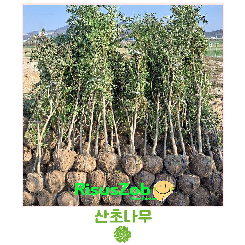 리서스원예 산초나무 산초묘목 민산초 묘목 접목3년 결실주 : 묘목,조경,인테리어 - 심폴