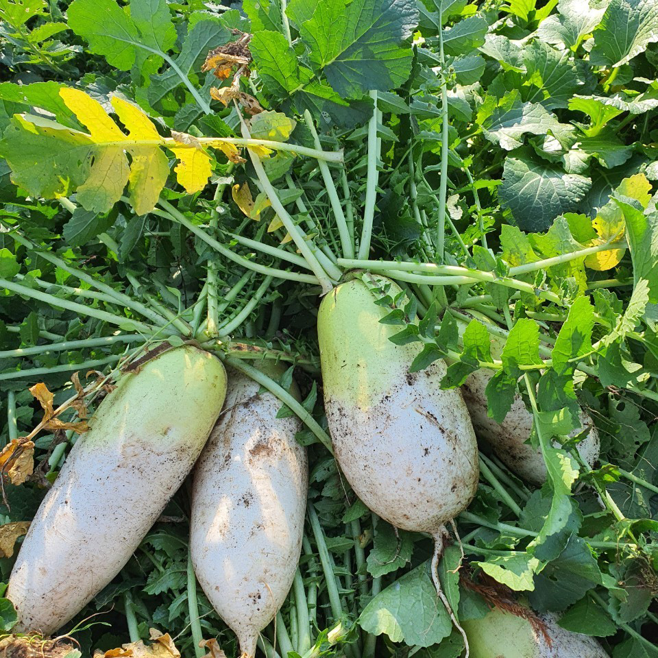 제주 월동 햇 무 겨울 무우 5kg 산지 농장 직송 이미지 6