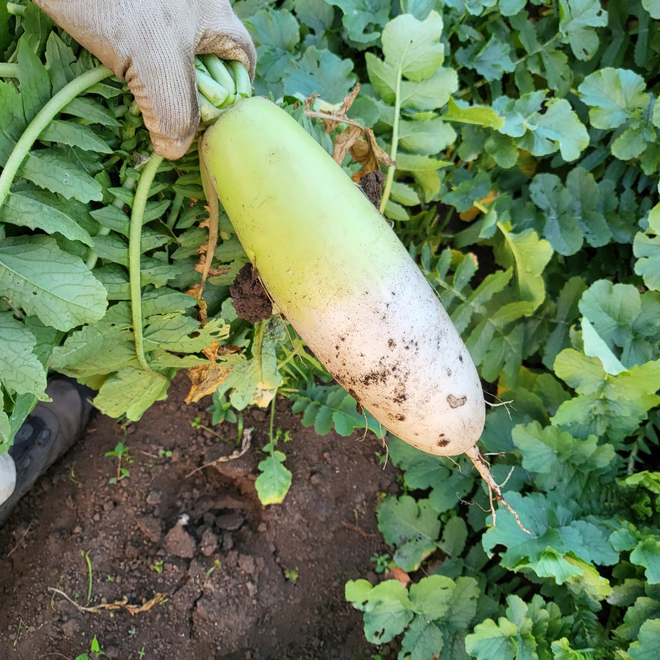 제주 무우 10kg 월동 겨울 햇 무 김장무 5kg - 상세 이미지 4