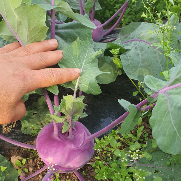 제주 콜라비 5kg 농장 산지 직송 - 상세 이미지 3
