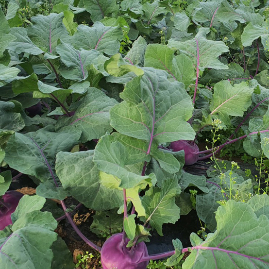 제주 콜라비 5kg 농장 산지 직송 - 상세 이미지 2