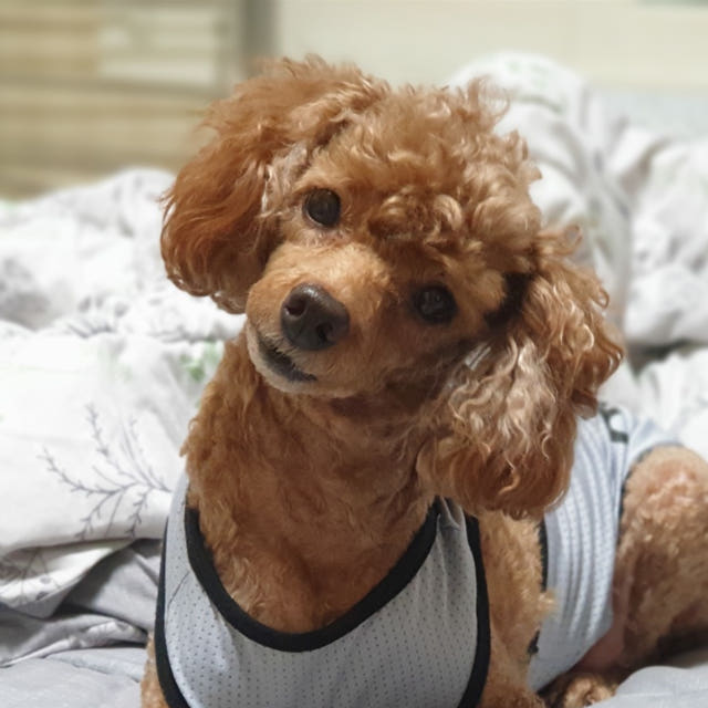 핸드미싱 손 재봉기 미니 재봉틀 소형 미싱 박음질 기계