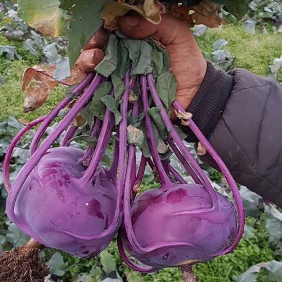 제주 콜라비 5kg 농장 산지 직송 - 상세 이미지 4